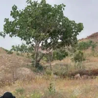 باغ با آب وملک فروشی