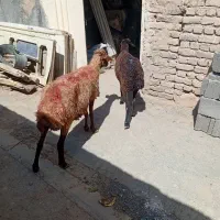 دو عدد میش جمعی جوان