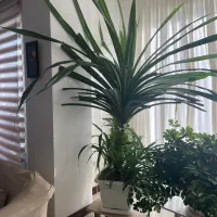 گل بسیار زیبا