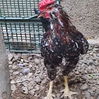 مرغ و خروس لاری ، خروس گلین