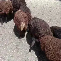 بره ماده همو هترو