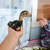 جوجه لاری اصل