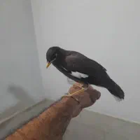 مینا ۴۰روزه شاه تخم بینظیر و درشت