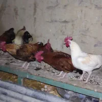 خروس|حیوانات مزرعه|زرنه, |دیوار