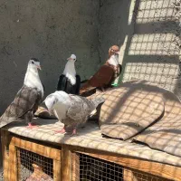 کربلایی کله سفید طوقی