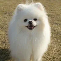 سگ پامر خرسی پامرانین عروسکی پودل