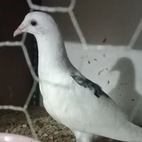 کبوتر دورگ