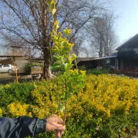 شمشاد، گل رز و یوکا