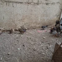مرغ گلین ریشو با ۹تا جوجه گلین