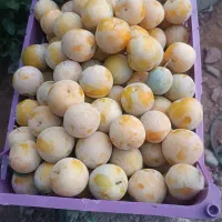 آلو زرد علی آباد تازه