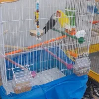 طوطی  برزیلی نروماده