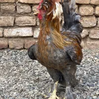خروس سلطان سرحال و سالم