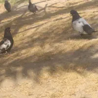 سینه سیاه در حال پر ریزی