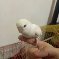 مرغ عشق انگلیسی معاوضه با عروس هلندی و فروش