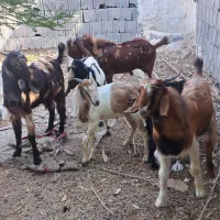 بزوکهره نر