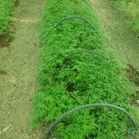 نشا گوجه فرنگی