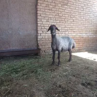 یک عدد میش