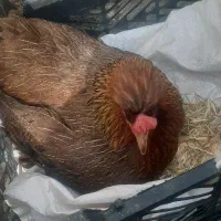 مرغ با ۸ تا تخم پرنده