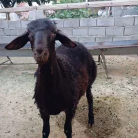 بره قوچ هترو لخت پوست گاوی