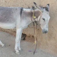 الاغ|حیوانات مزرعه|ماهنشان, |دیوار