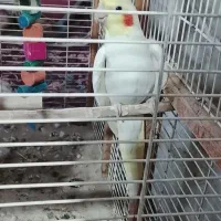 جفت عروس هلندی به ضمانت تخم جوجه
