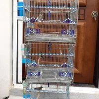 انواع سهره باقفس غلامی