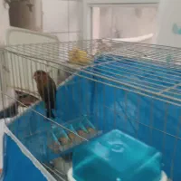 پرنده