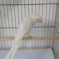 قناری نر رسمی بلند سفید