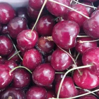به تعدادی نیروی جهت کار در میوه فروشی
