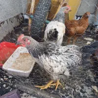 جوجه خروس و مرغ