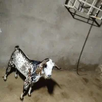 دو عدد نری
