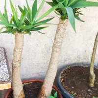 کاکتوس صخره ای تیغ زرد کلکسیونی یوکا