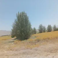 خرید چوب و  انواع درخت