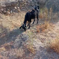 گوسفند فروشی