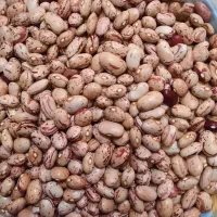 لوبیا چیتی
