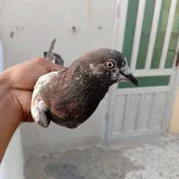 کبوتر چپرا ماده