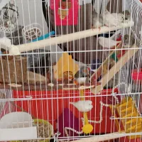 فنچ زبرا جفت مولد جوجه دار