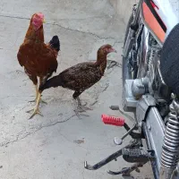 لاری