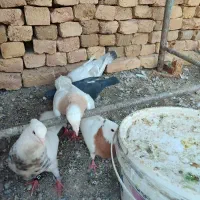 کبوتر سار ریحانی و تقی هفت رنگ