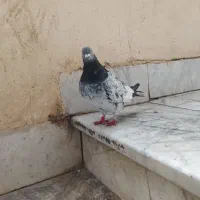 پاکستانی اصل