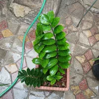 گل بنسایی|گل و گیاه طبیعی|باسمنج, |دیوار