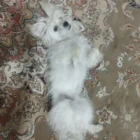 واگذاری سگ شیتزو تریر عروسک