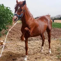 اسب|اسب و تجهیزات اسب‌سواری|شهر بابک, |دیوار