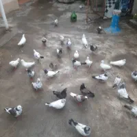 کبوتر