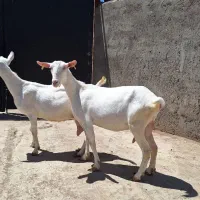 بز سانن اصل فرانسوی