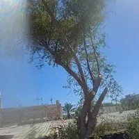هرس انواع درختها
