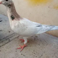 کبوتر هفت رنگ