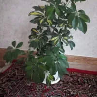 گل پنج انگشتی سرحال