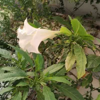 زمین دارای طرح هادی مناسب پمپ بنزین،گردشگری،باغ