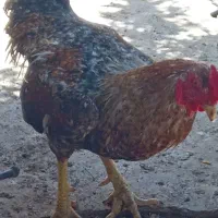 فروش خروس لار طبیعی سالم وسرحال تضمینی